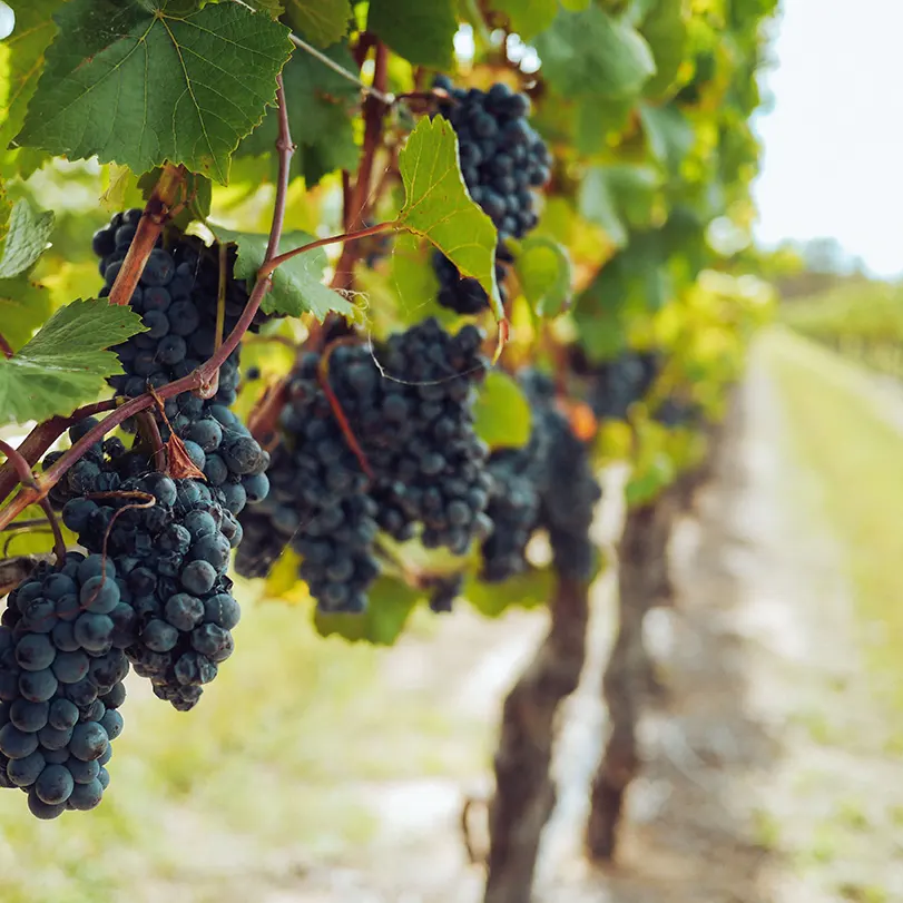 Vigneto, Use Case Eureka System per settore vinicolo